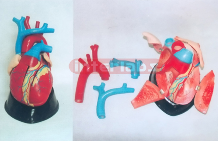 BIG MAGNIFIED/ANATOMICAL HEART, HORIZENTAL STYLE (8 pcs)